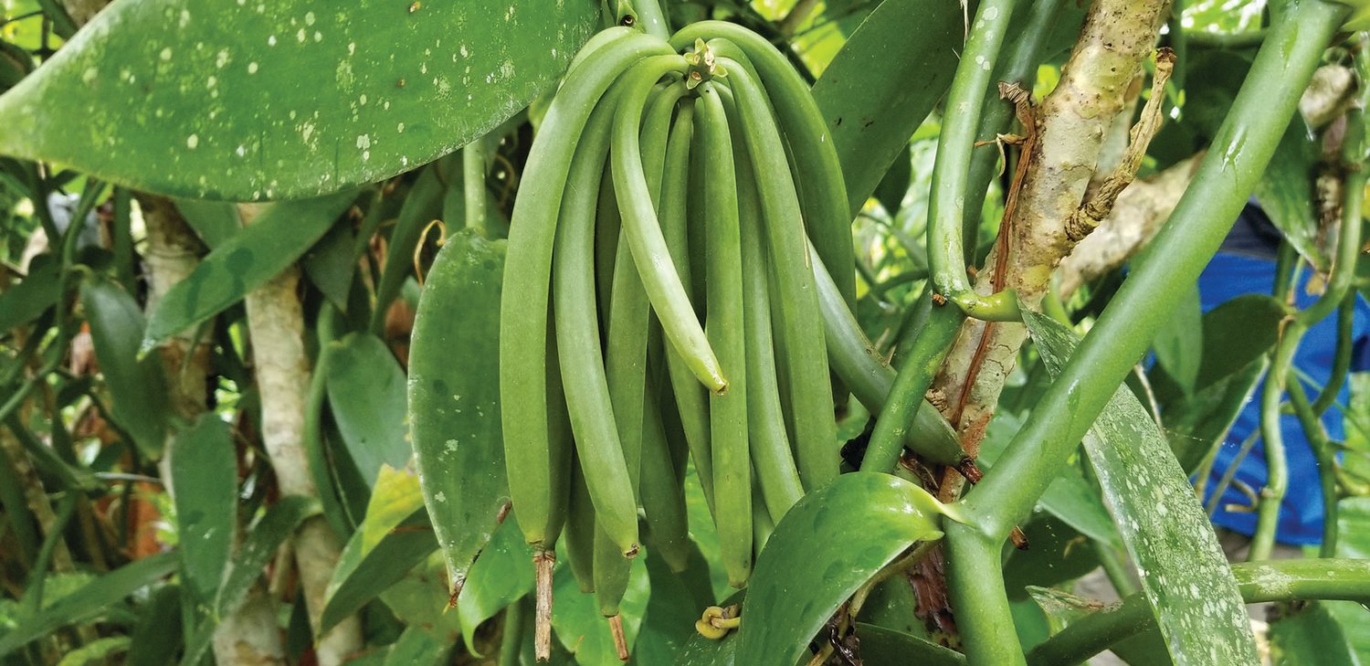 Vanilla seed capsules are commonly referred to as beans.